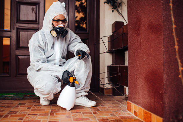 Attic and Crawl Space Rodent Treatment in El Sobrante