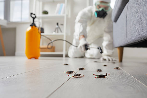 Commercial Rodent Management in El Sobrante